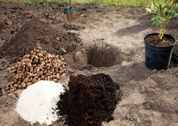 підготовка ями для посадки кореневищ